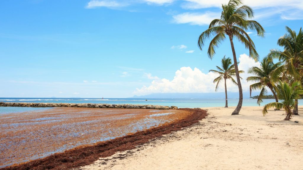 sargazo en punta cana